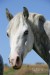 2007-8-30-Hlava bílého koně.jpg